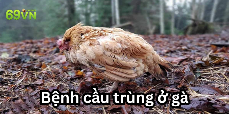 Nhìn vào đây để biết gà mắc bệnh?